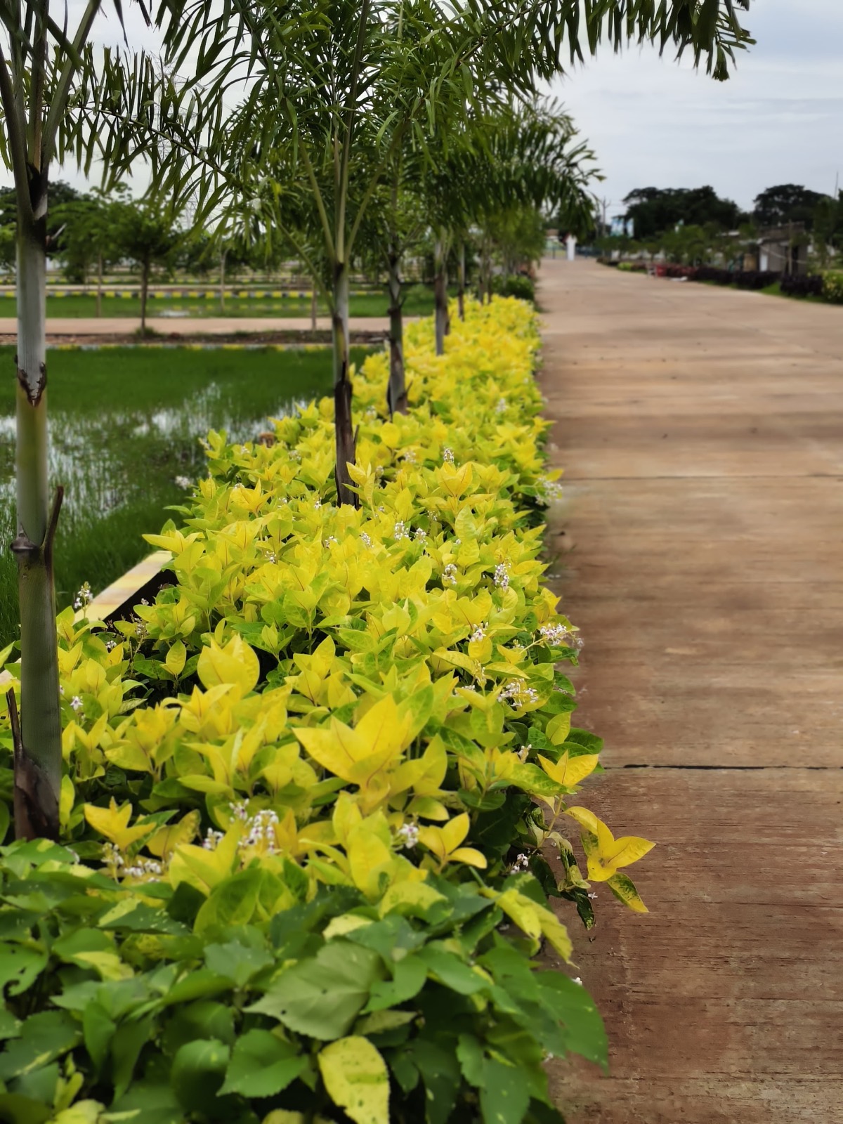 Motherland Green Meadows gallery image 10